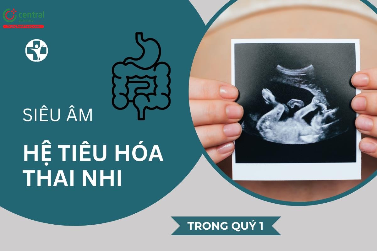 Siêu âm đánh giá hệ tiêu hóa thai nhi trong quý 1