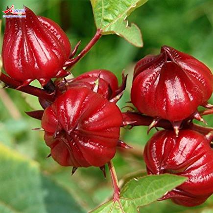 Bụp giấm có tác dụng gì và đặc điểm nhận biết của nó