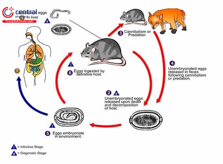 Leptospira: nguyên nhân, triệu chứng, phương pháp điều trị