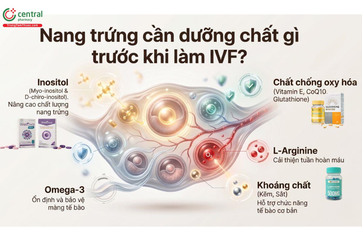 Nang trứng cần dưỡng chất gì trước khi làm IVF? Góc nhìn từ khoa học
