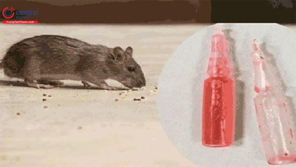 Cảnh báo ngộ độc cấp thuốc diệt chuột loại muối Natri fluoroacetat và fluoroacetamid