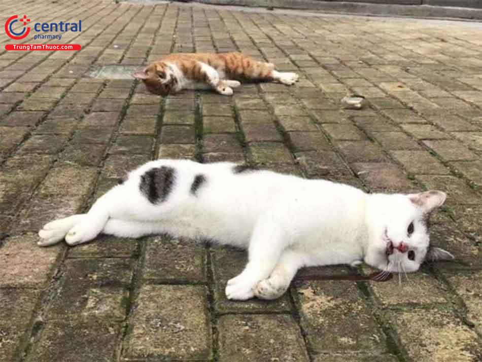 Người Trung Quốc giết chó mèo một cách tàn nhẫn sau tin đồn về khả năng lan truyền 2019 - nCoV ở động vật