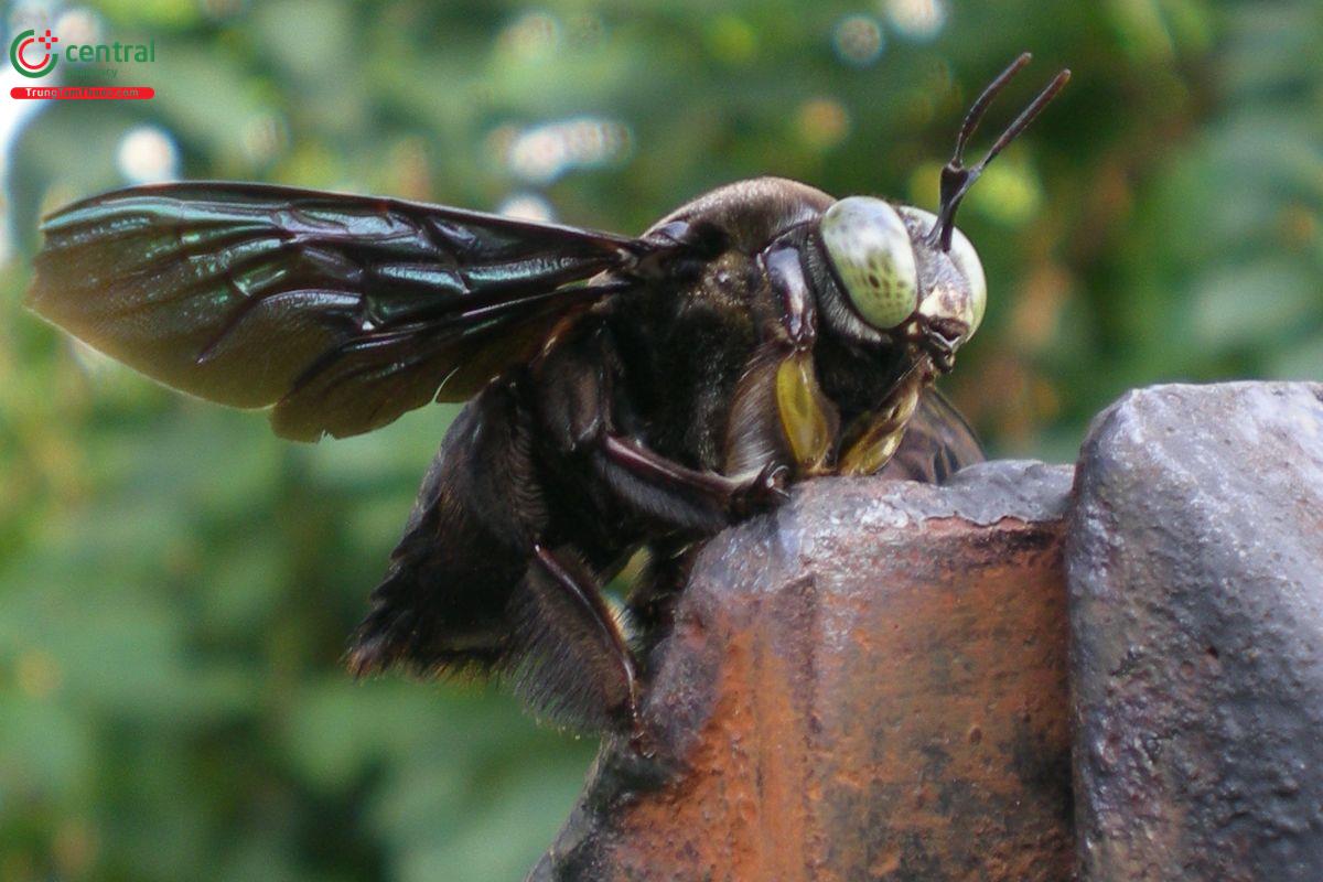 Rượu ong bầu đất - có thực sự tốt cho sức khỏe như lời đồn?