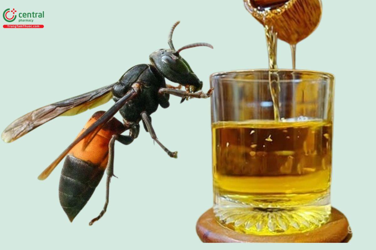 Rượu ngâm ong vò vẽ: Góc nhìn khoa học và những điều cần cân nhắc trước khi sử dụng