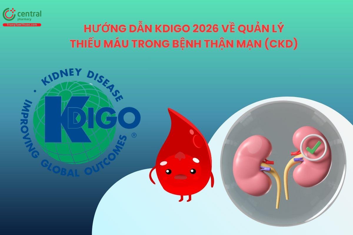 Hướng dẫn KDIGO 2026 về quản lý thiếu máu trong bệnh thận mạn (CKD)