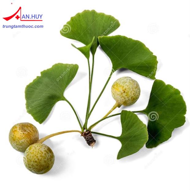 Ginkgo biloba và các tác dụng đã được chứng minh.