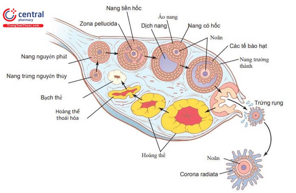 Tầm quan trong của hoàng thể và phác đồ hỗ trợ hoàng thể trong chu kỳ