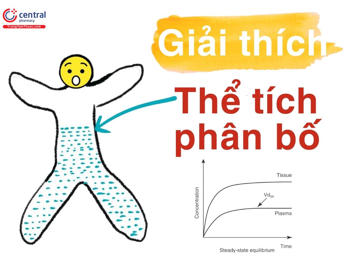 Thể tích phân bố là gì? Công thức tính và ý nghĩa trên lâm sàng