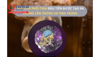 Mô hình phôi thai người không cần trứng và tinh trùng lần đầu tiên được công bố