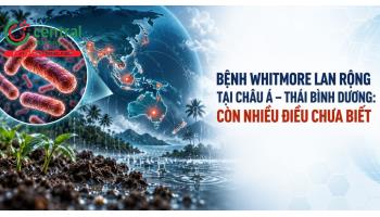 Bệnh Whitmore lan rộng tại châu Á - Thái Bình Dương: Còn nhiều điều chưa biết