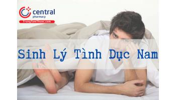 Giải phẫu cơ quan sinh dục nam và cơ chế phản ứng tình dục ở nam giới