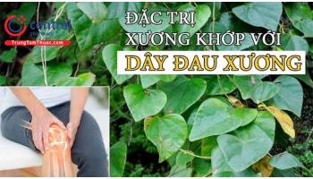 Cây dây đau xương: đặc điểm và tác dụng trong điều trị bệnh