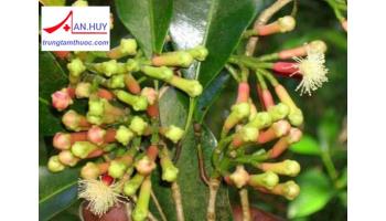 Cây đinh hương: đặc điểm, phân bố và công dụng của cây