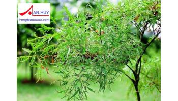 Giới thiệu về cây đinh lăng: đặc điểm, công dụng