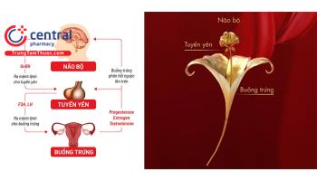 Đại cương về nội tiết sinh sản, cơ chế hoạt động của hormone sinh dục