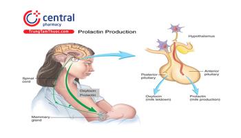 Đánh giá khả năng sinh sản của bệnh nhân U tuyến yên tiết Prolactin
