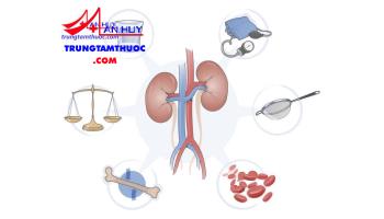 Dược lý thuốc lợi tiểu: đại cương và các thuốc cụ thể