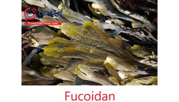 Fucoidan - nhân tố vàng đầy hứa hẹn trong cuộc chiến chống ung thư