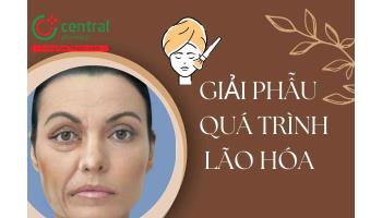 Kiến thức về giải phẫu quá trình lão hóa trong phẫu thuật thẩm mỹ