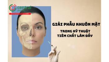 Giải phẫu khuôn mặt trong kỹ thuật tiêm chất làm đầy