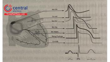Giải phẫu và sinh lý hệ thống dẫn truyền ứng dụng trong can thiệp điện sinh lý tim