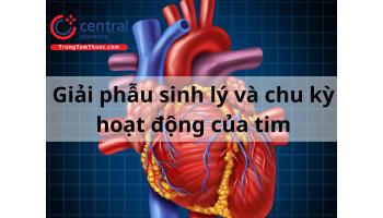 Giải phẫu sinh lý tim và các giai đoạn của chu kỳ tim trên lâm sàng 