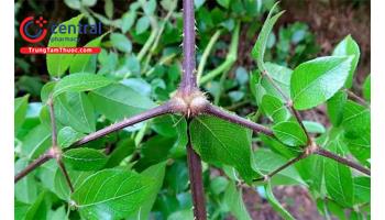 Giới thiệu về đơn châu chấu: đặc điểm, tác dụng và một số bài thuốc