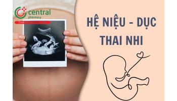 Tìm hiểu quá trình hình thành phôi thai của hệ niệu - dục thai nhi