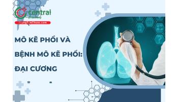 Giải phẫu chức năng của mô kẽ phổi và đại cương bệnh mô kẽ phổi