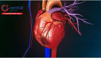 Nhồi máu cơ tim cấp: triệu chứng và hướng điều trị  