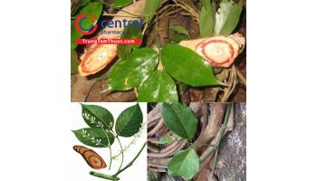 Những điều cần biết về cây huyết đằng (cây dây máu)
