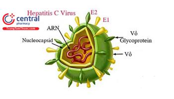 Những kiến thức cơ bản cần biết về bệnh viêm gan virus C