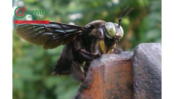 Rượu ong bầu đất - có thực sự tốt cho sức khỏe như lời đồn?