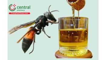 Rượu ngâm ong vò vẽ: Góc nhìn khoa học và những điều cần cân nhắc trước khi sử dụng