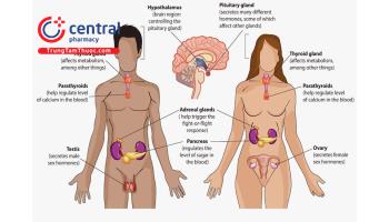 Quá trình sinh tổng hợp, chuyển hóa hormone sinh dục nam và nữ