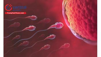 Sự phân chia tế bào sinh dục và sinh lý quá trình thụ tinh