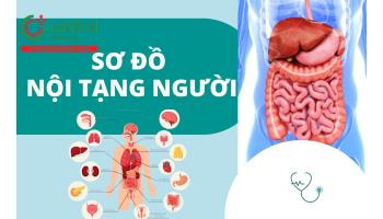 Sơ đồ nội tạng người và cách nhận biết cơn đau qua từng vị trí 