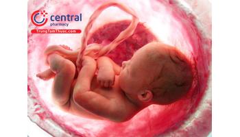 Sự hình thành và phát triển của thai nhi trong giai đoạn 3 tháng đầu thai kỳ
