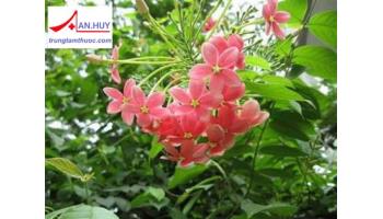 Sử quân tử: đặc điểm thực vật, công dụng, cách dùng