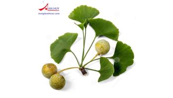 Ginkgo biloba và các tác dụng đã được chứng minh.