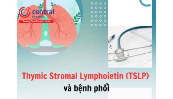 Thymic Stromal Lymphoietin (TSLP) có vai trò gì trong bệnh phổi?