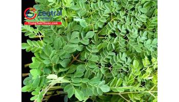 Tìm hiểu những tác dụng và giá trị dinh dưỡng của cây chùm ngây
