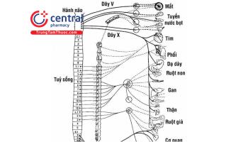 Tổng quan về thuốc tác động trên hệ thần kinh thực vật