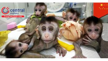 Trung Quốc nhân bản 5 con khỉ sau khi chỉnh sửa gen