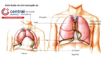 Ung thư tuyến ức: nguyên nhân, triệu chứng và  điều trị