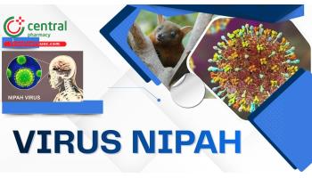 Virus Nipah có nguy hiểm không? Cơ chế gây bệnh và cách phòng ngừa lây nhiễm