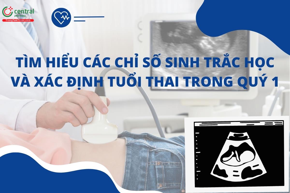 Tìm hiểu các chỉ số sinh trắc học và xác định tuổi thai trong quý 1