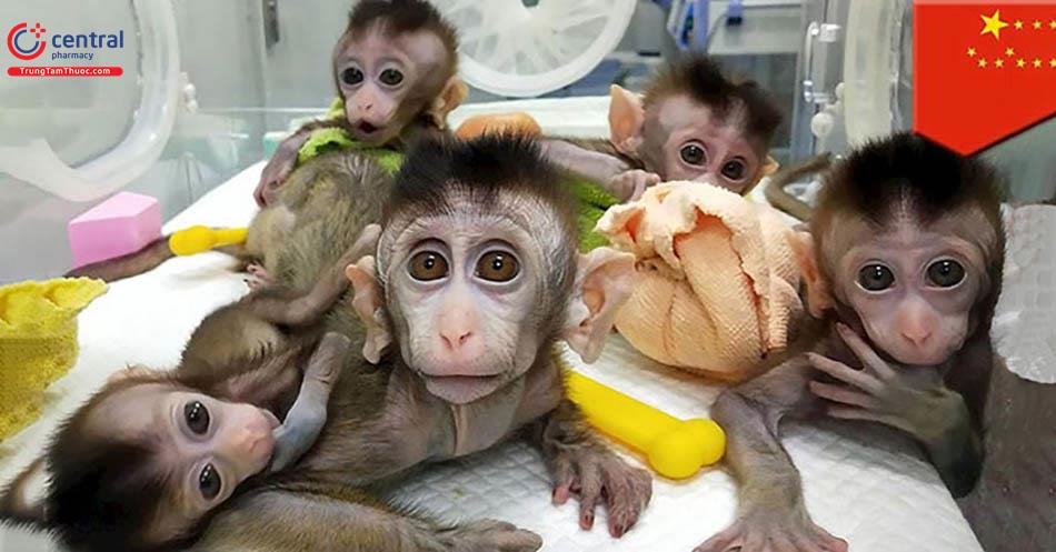 Trung Quốc nhân bản 5 con khỉ sau khi chỉnh sửa gen