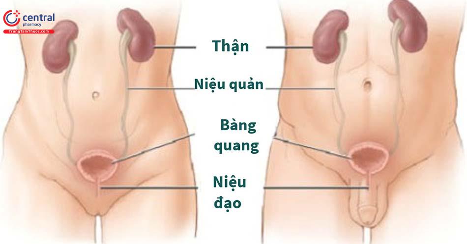 Viêm niệu đạo: nguyên nhân, triệu chứng, chẩn đoán và điều trị bệnh