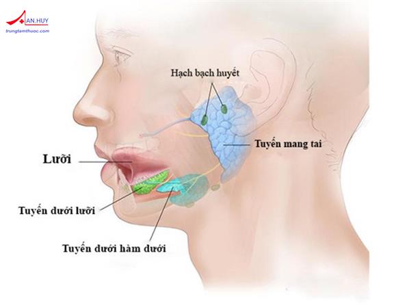 Những điều vần biết về viêm nhu mô tuyến nước bọt mang tai mạn tính